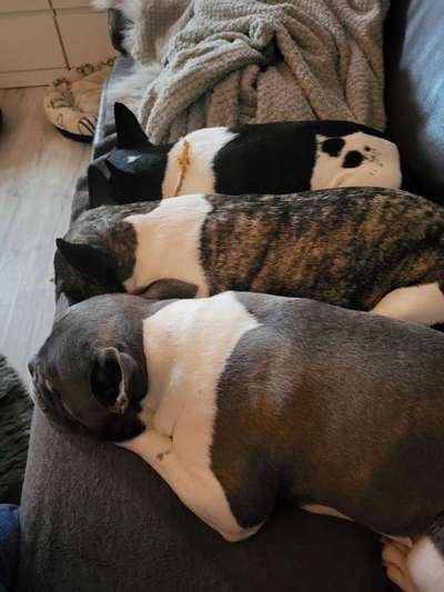 Französische Bulldoggen-Beitrag-Bild