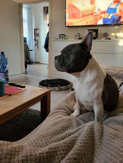 Französische Bulldoggen-Beitrag-Bild