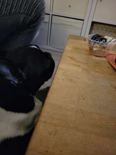 Französische Bulldoggen-Beitrag-Bild