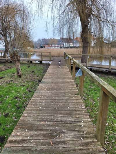 Französische Bulldoggen-Beitrag-Bild