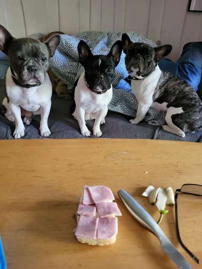 Französische Bulldoggen-Beitrag-Bild