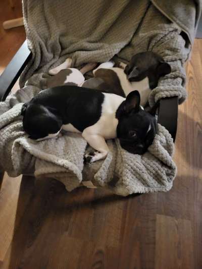 Französische Bulldoggen-Beitrag-Bild