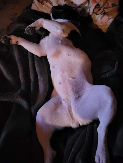 Französische Bulldoggen-Beitrag-Bild