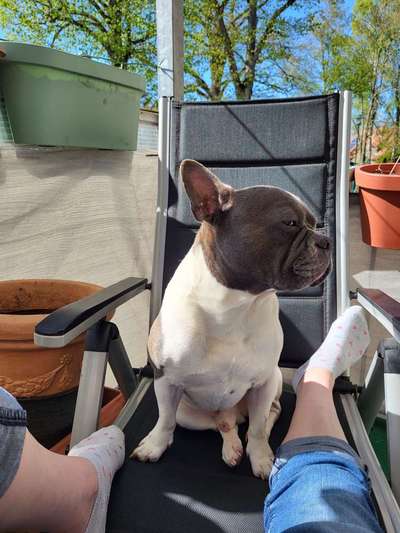 Französische Bulldoggen-Beitrag-Bild