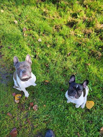 Französische Bulldoggen-Beitrag-Bild