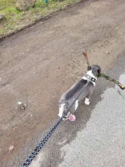 Französische Bulldoggen-Beitrag-Bild