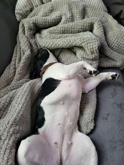 Französische Bulldoggen-Beitrag-Bild