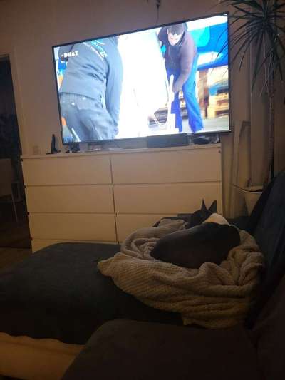 Dogorama Photo Challenge - Wir schauen fern (TV)-Beitrag-Bild