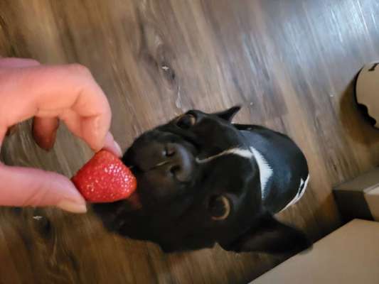 Französische Bulldoggen-Beitrag-Bild