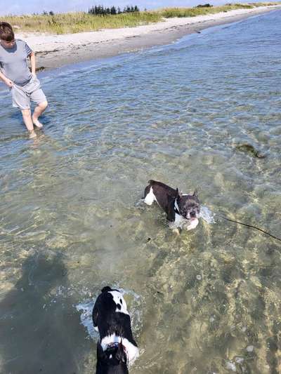 Französische Bulldoggen-Beitrag-Bild