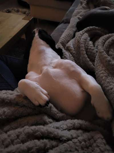 Französische Bulldoggen-Beitrag-Bild