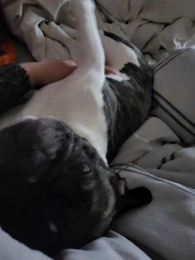 Französische Bulldoggen-Beitrag-Bild