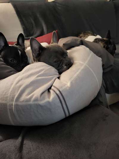 Französische Bulldoggen-Beitrag-Bild