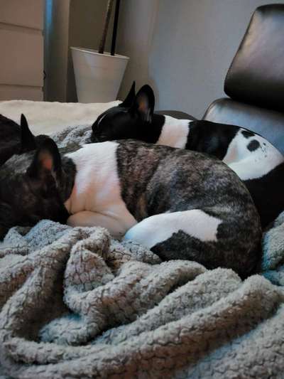 Französische Bulldoggen-Beitrag-Bild