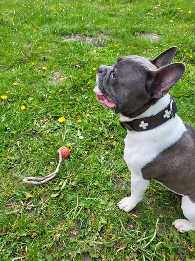 Französische Bulldoggen-Beitrag-Bild