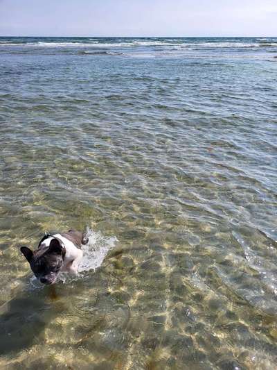 Französische Bulldoggen-Beitrag-Bild