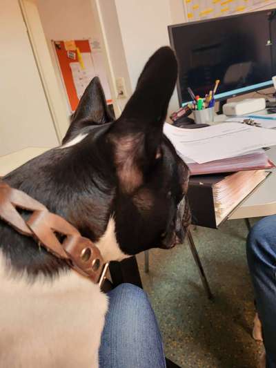 Französische Bulldoggen-Beitrag-Bild