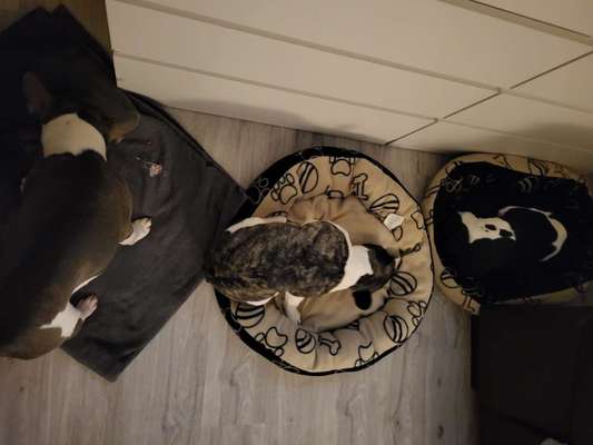 Französische Bulldoggen-Beitrag-Bild