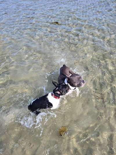 Französische Bulldoggen-Beitrag-Bild