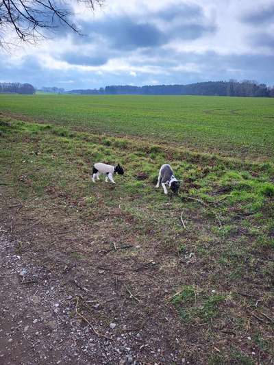 Französische Bulldoggen-Beitrag-Bild
