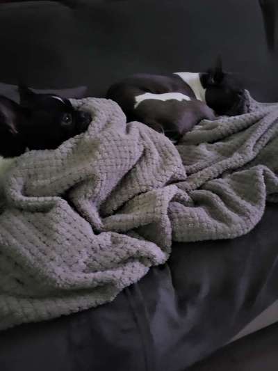 Französische Bulldoggen-Beitrag-Bild