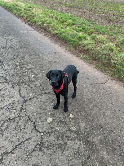 Hundetreffen-Gassi gehen und Spielen-Bild