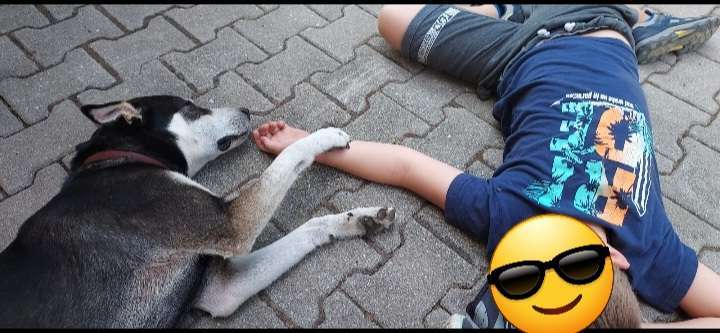 Wie kamst du zu deinem Hund?-Beitrag-Bild