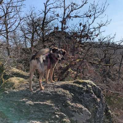 Hundetreffen-Gemeinsame Spaziergänge/Wanderungen-Bild