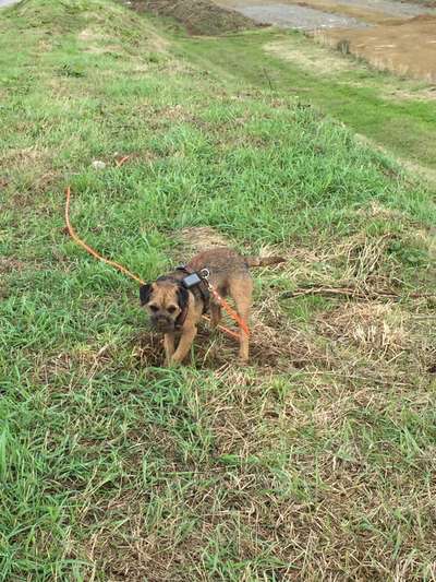 Border Terrier-Beitrag-Bild