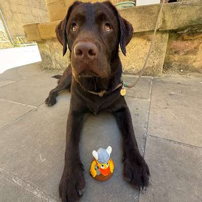 Hundetreffen-Spielrunde-Bild