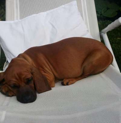 Welpen Bilder !-Beitrag-Bild