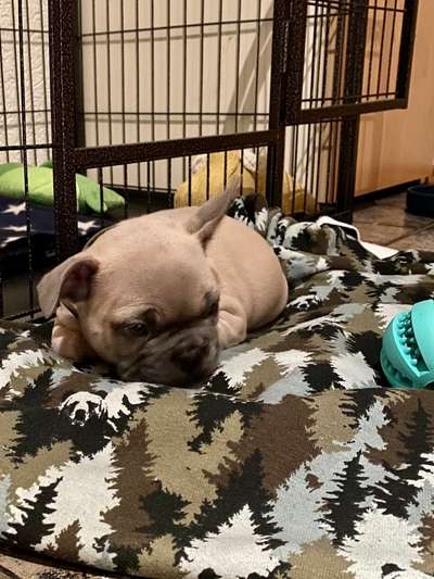 Französische Bulldoggen-Beitrag-Bild