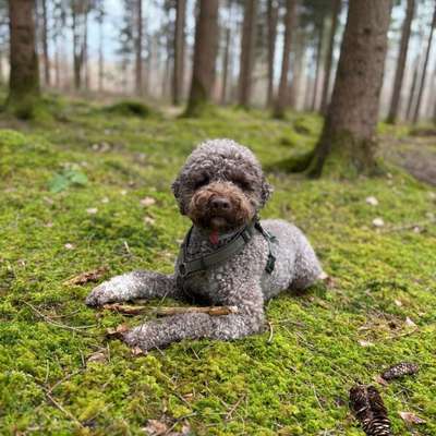 Hundetreffen-Gemeinsame Gassirunden-Bild