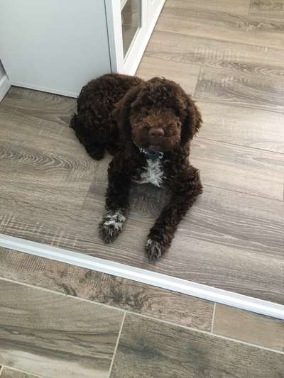 Lagotto Romagnolo Besitzer-Beitrag-Bild