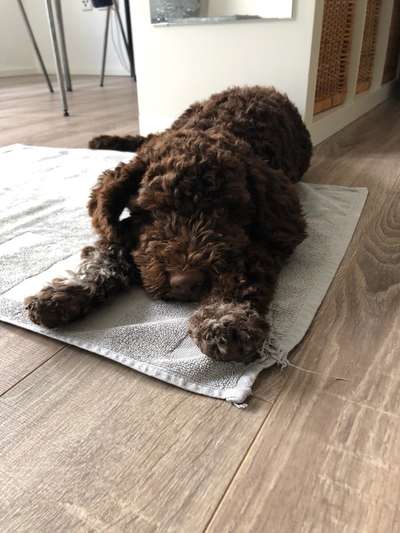Lagotto Romagnolo Besitzer-Beitrag-Bild