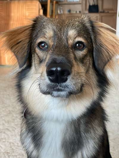 Auslandstierschutz-Beitrag-Bild