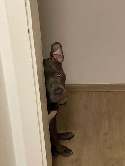 Dogorama Photo Challenge - Versteckspiel-Beitrag-Bild