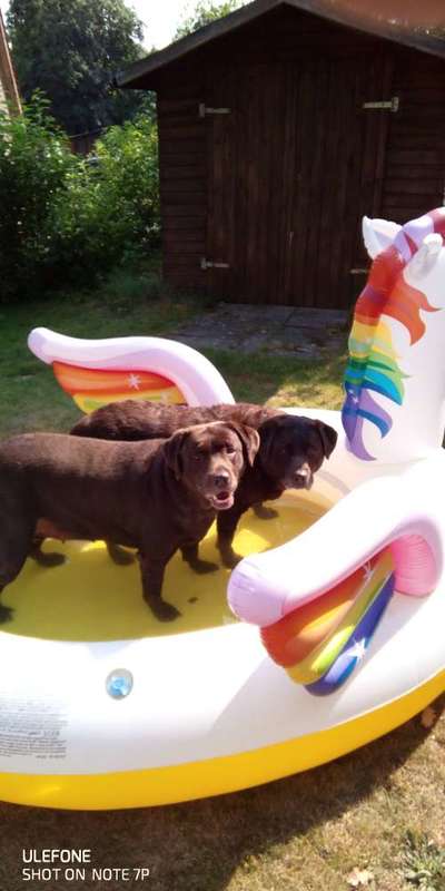 Labradorfans-Beitrag-Bild