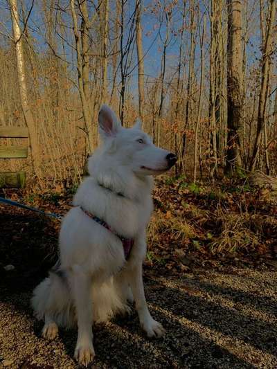TierschutzhundeStammtisch🐕-Beitrag-Bild