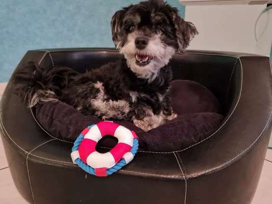 Fotochallenge Nr. 56 - geliebte Senioren-Beitrag-Bild