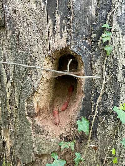 Giftköder-Verdächtige Würstchen im Baum-Bild