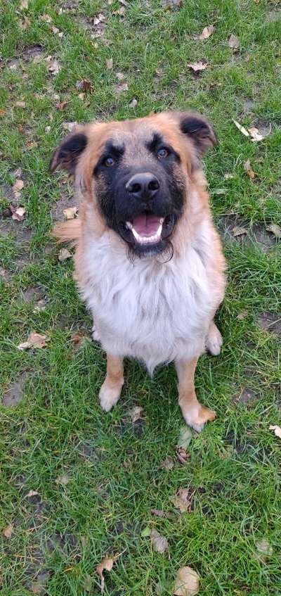 Altdeutsche Hütehunde-Beitrag-Bild