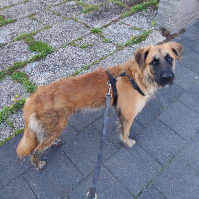 Labradorfans-Beitrag-Bild