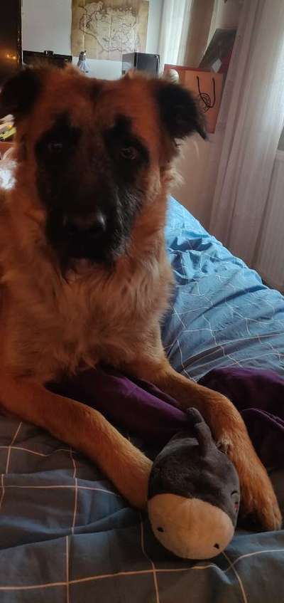 Wie heißt dein Hund?-Beitrag-Bild