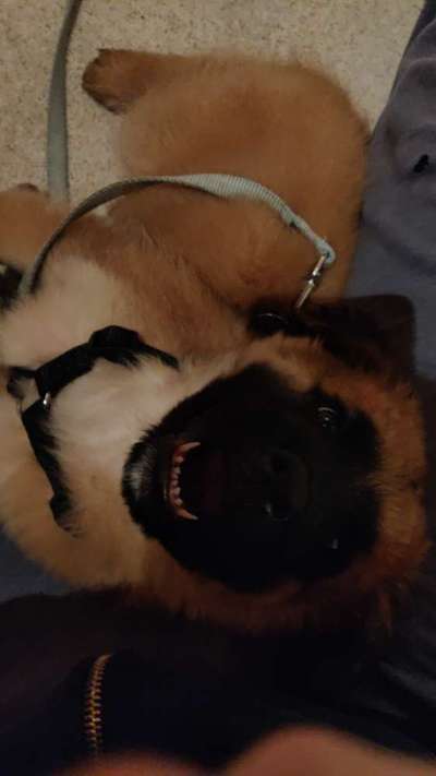 Welpen Bilder !-Beitrag-Bild