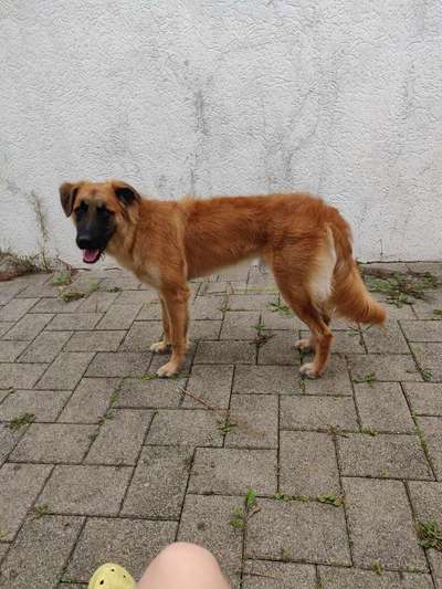 Seltene Rassen!-Beitrag-Bild