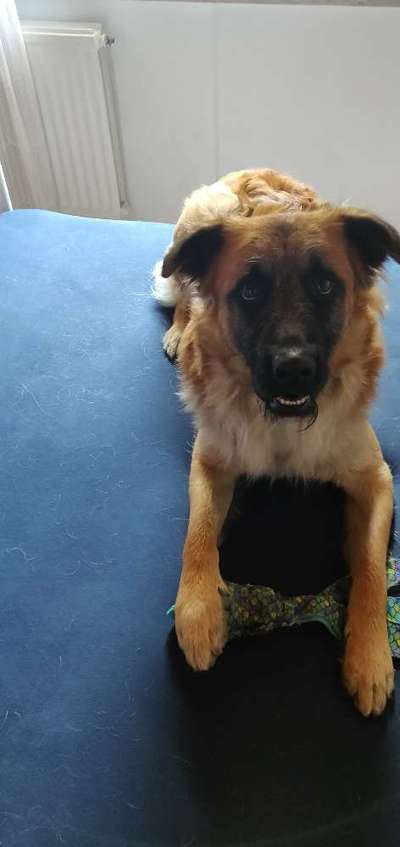 Mischlinge raten - Rätselspaß-Beitrag-Bild