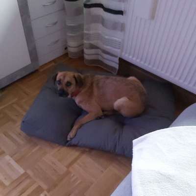 Hundetreffen-Gassi und Spielerunde-Bild