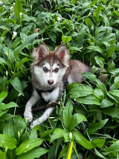 Welpen Bilder !-Beitrag-Bild