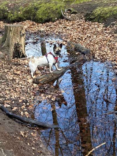 Dogorama-Monats-Challenge-Mai "Wasser"-Beitrag-Bild